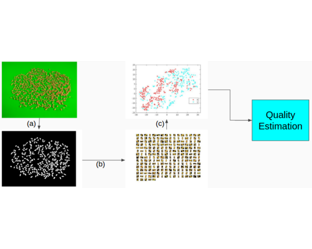 Automatic Wheat Grain Quality Estimation | Prakhar Kulshreshtha